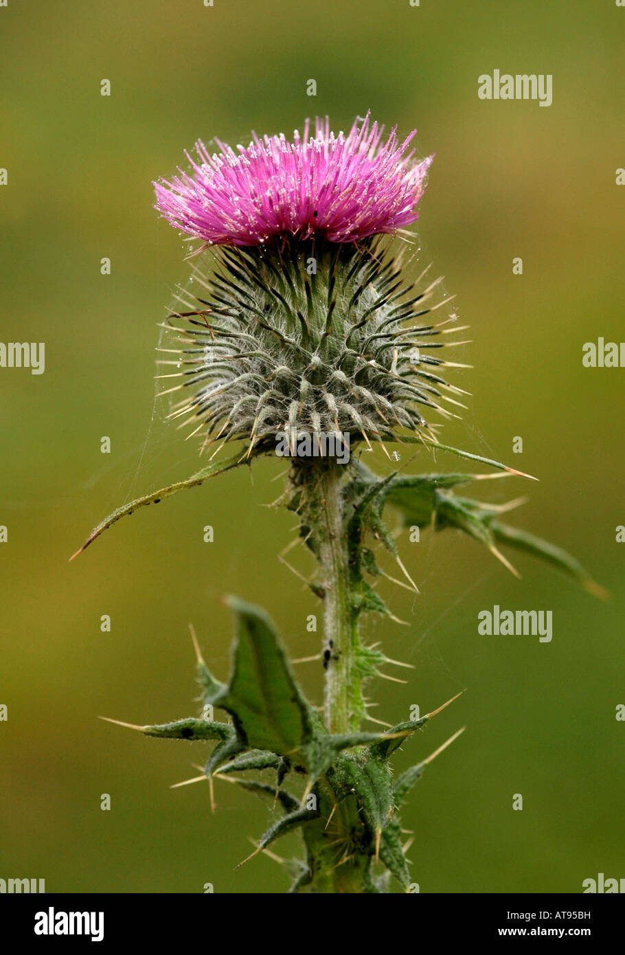 A portrait format of a flowering Scottish thistle. Stock Photo