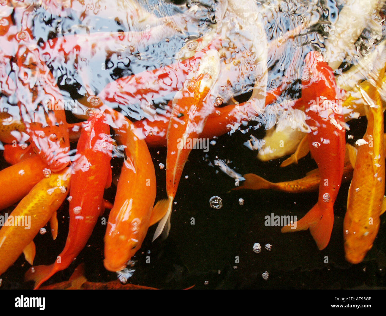Koi fish swimming in small pond Stock Photo - Alamy