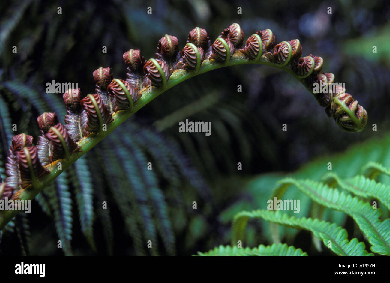 Unknown fern hi-res stock photography and images - Alamy
