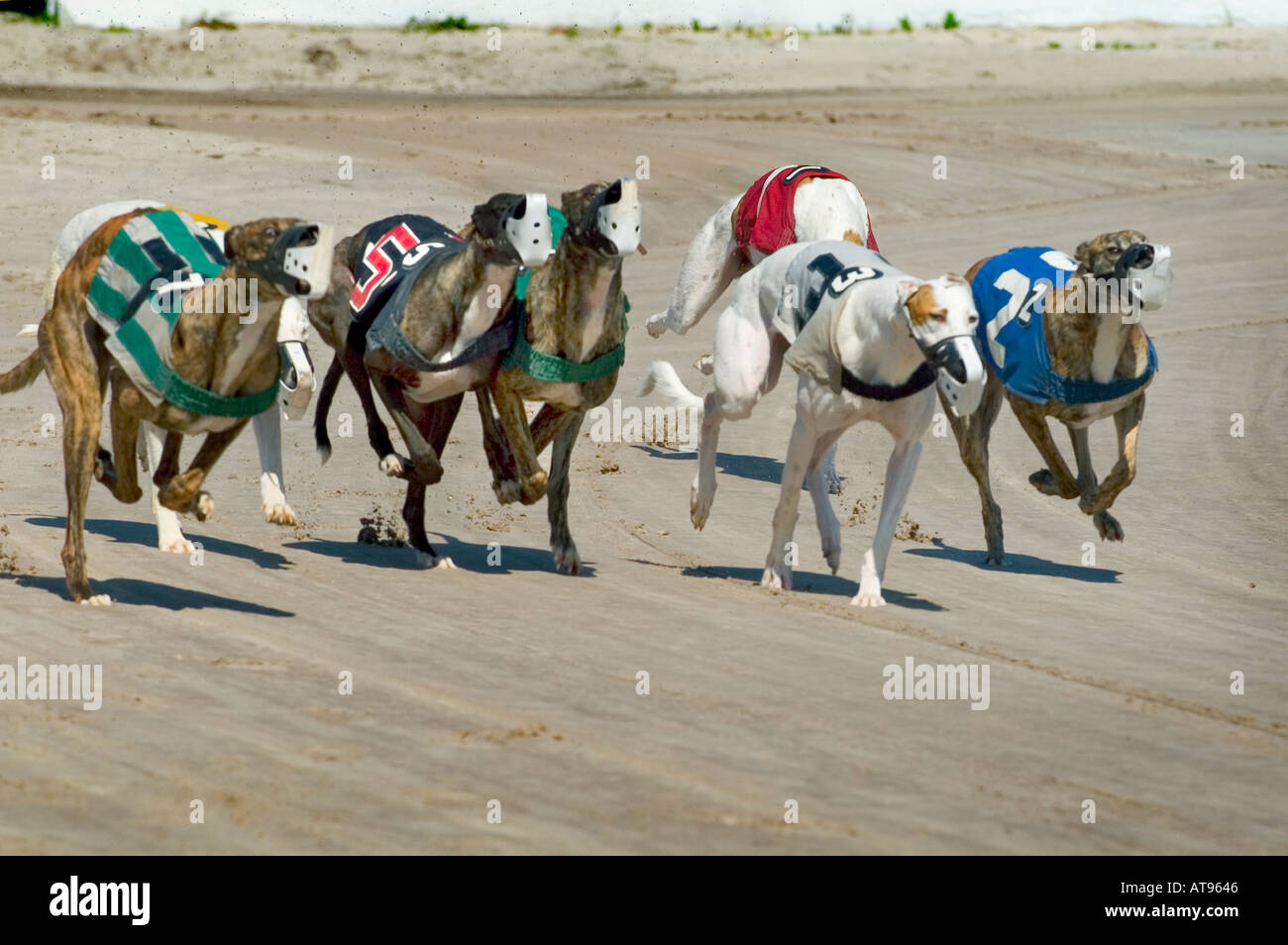 Greyhound Dog Racing Sarasota Florida Stock Photo Alamy
