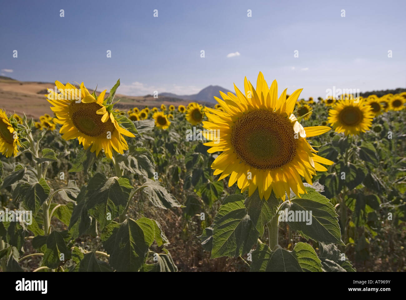 sunflowers in Spanish countryside, Andalusia, Spain Stock Photo Alamy