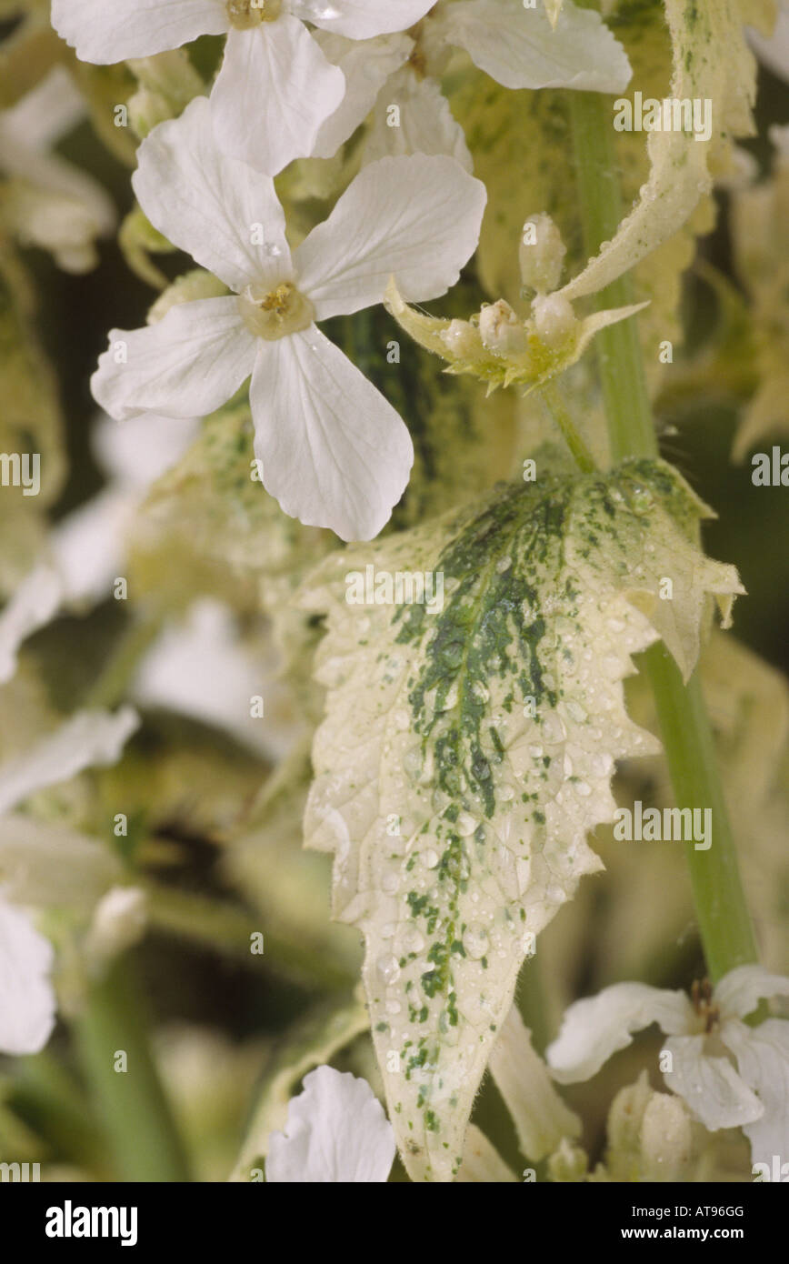 Lunaria annua var. albiflora 'Alba Variegata' (Honesty, Satin flower) Close  up of flower and variegated leaf Stock Photo - Alamy