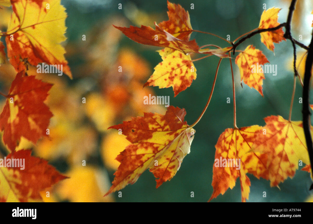 maple tree in autumn colours Stock Photo - Alamy