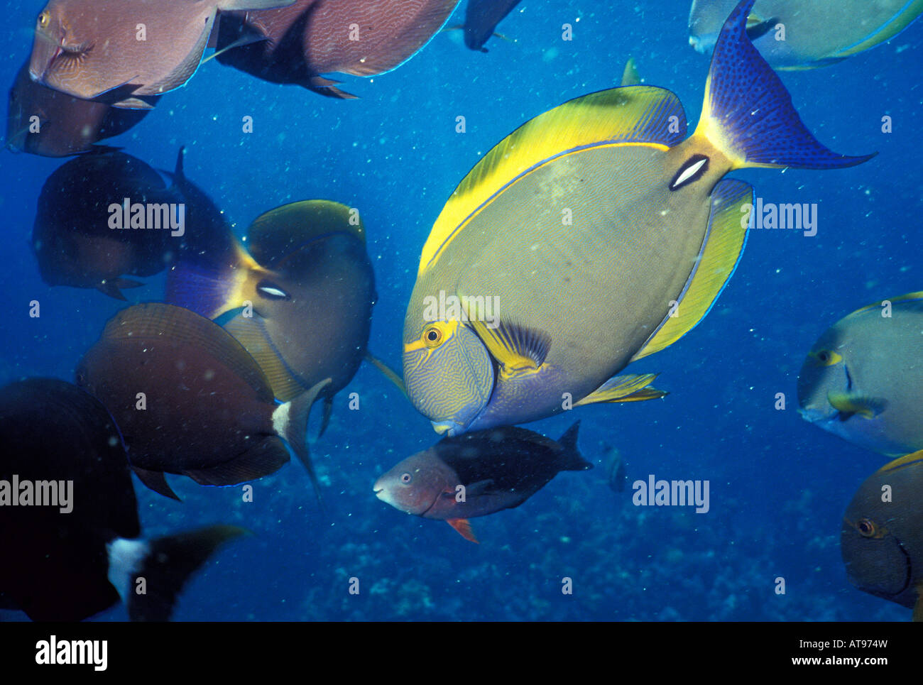 Underwater close-up of Eyestripe Surgeon fish and other reef fish on the Big Island of Hawaii. Stock Photo