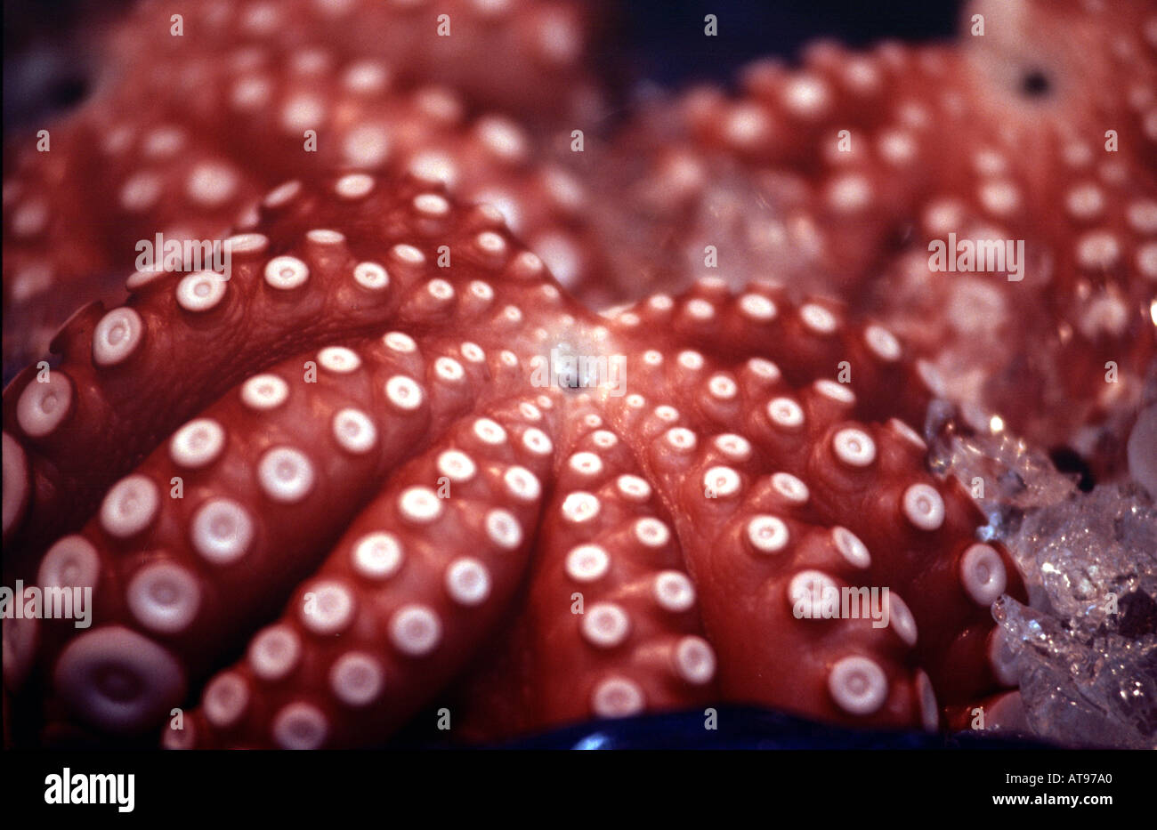 Tokyo Octopus Japan octopus hi-res stock photography and images - Alamy