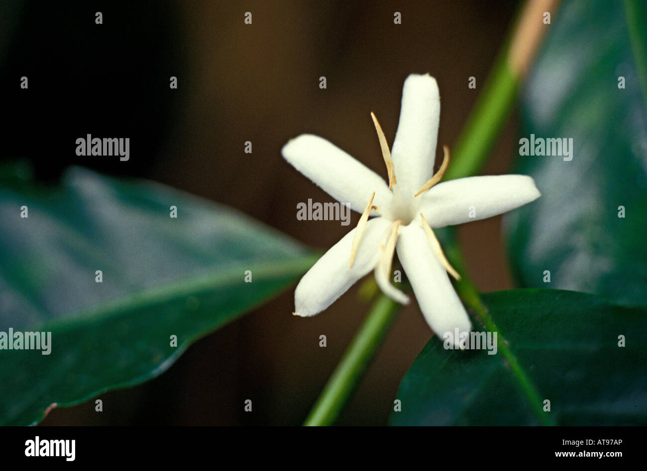 A white star-shaped 'coffee blossom' peers out from the green leaves of a coffee tree on the Big Island of Hawaii. Stock Photo