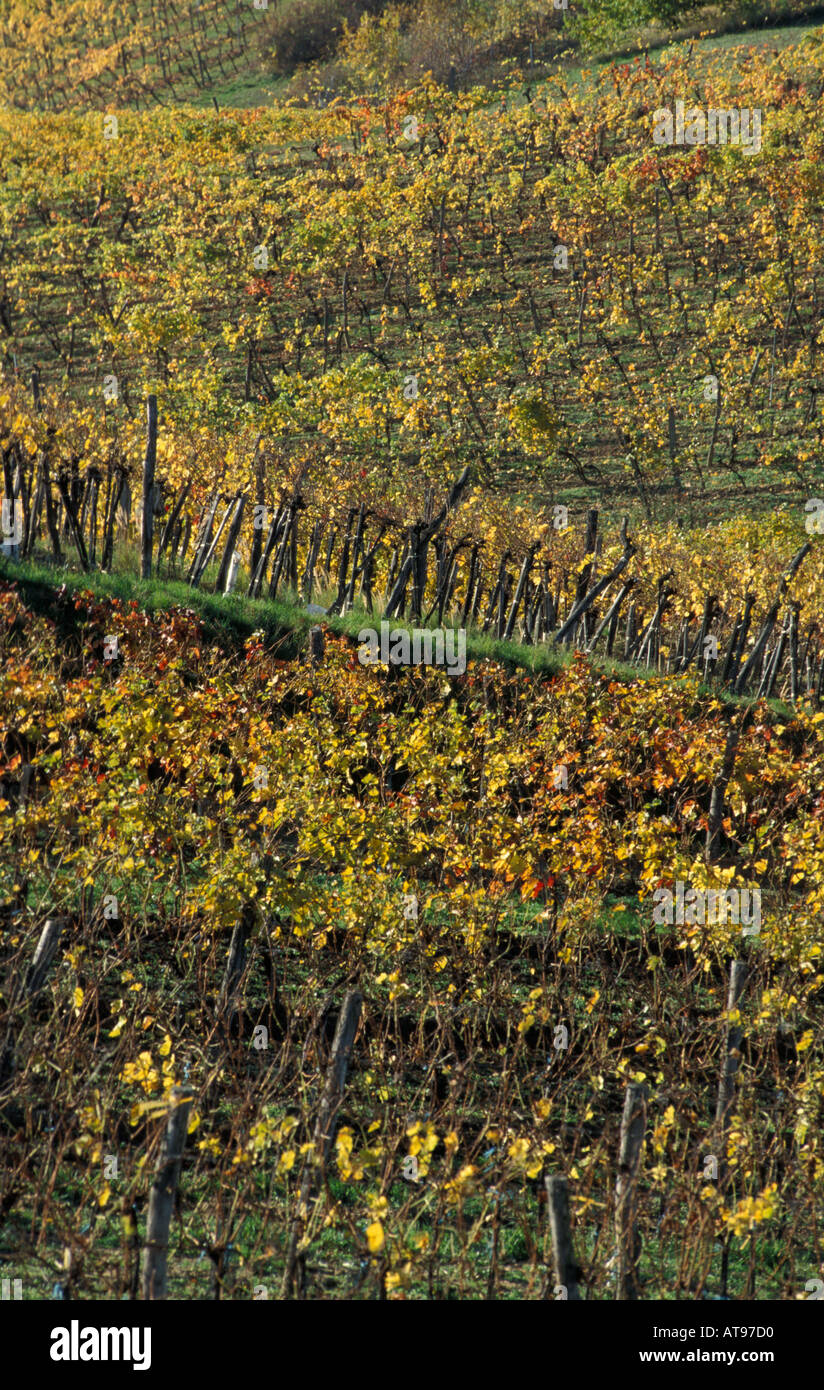 vineyard in autum Stock Photo