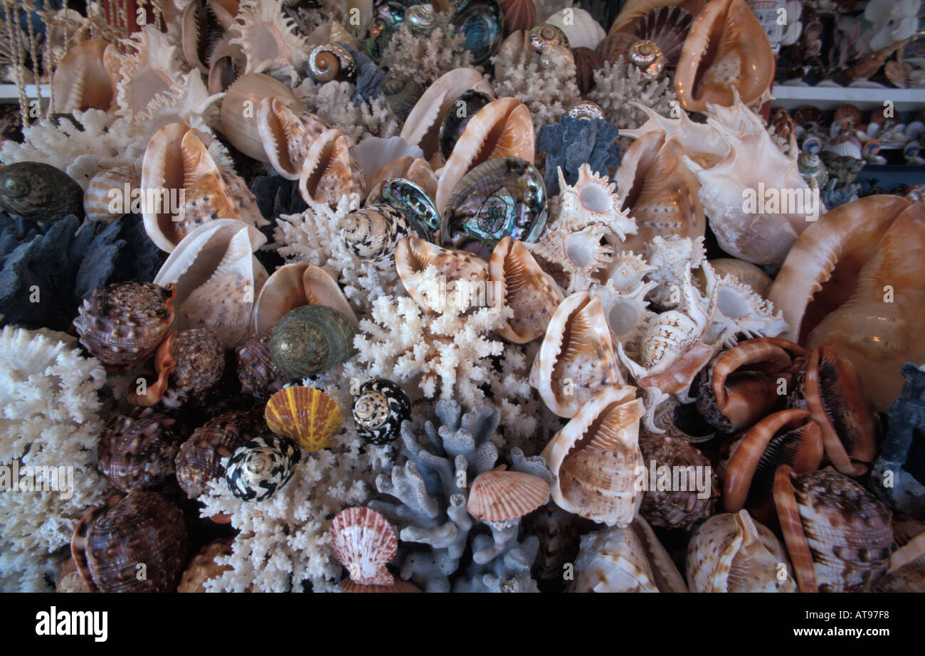 Seefods Shell Seefood High Resolution Stock Photography and Images - Alamy