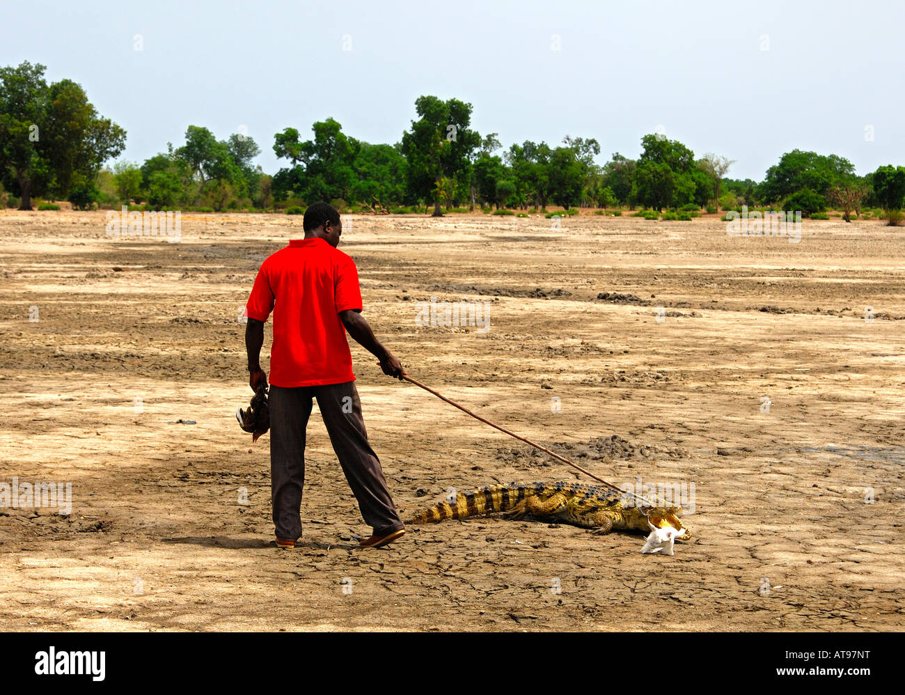 Crocodile whisperer local man teases a Nile crocodile with a chicken Sacred Crocodiles of Bazoulé Burkina Faso Stock Photo