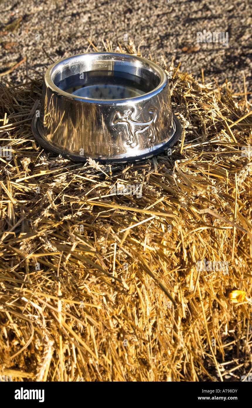 Dog water cup on hay Stock Photo Alamy