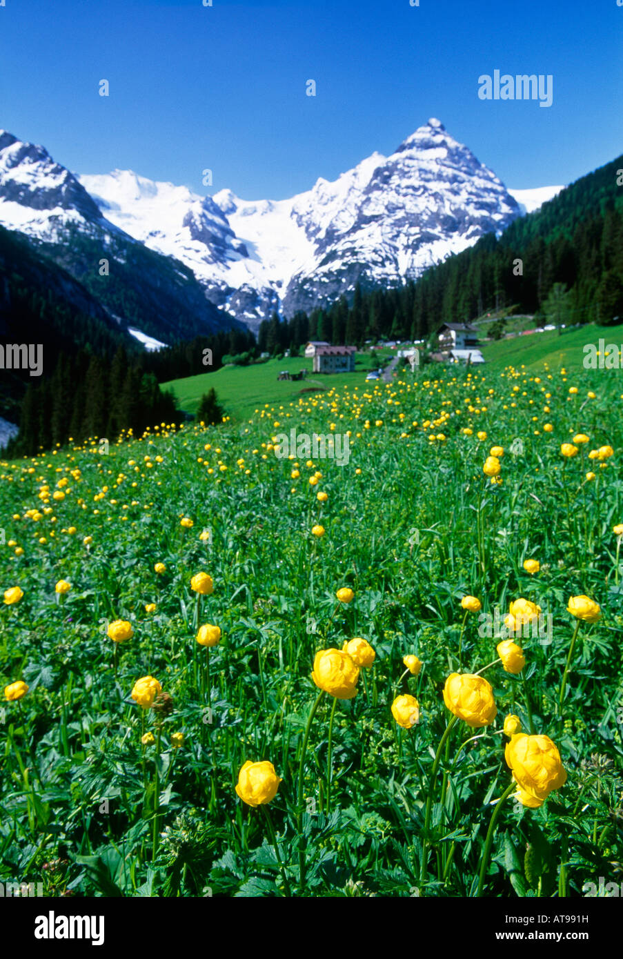 Flower filled field in the town of Trafoi in Alto Adige, Northern Italy in spring Stock Photo