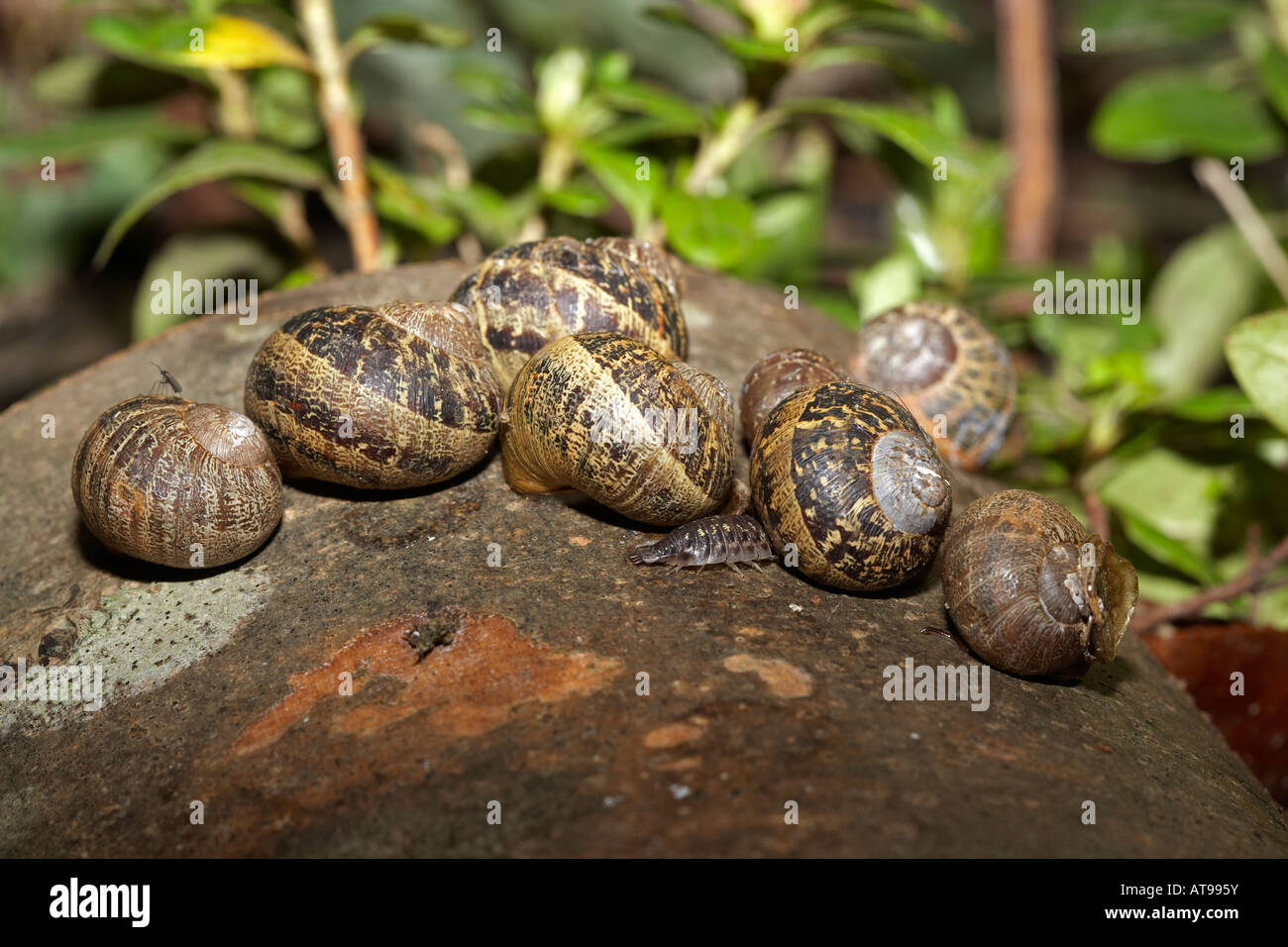 Garden Snails in a garden in Wales, UK Stock Photo Alamy