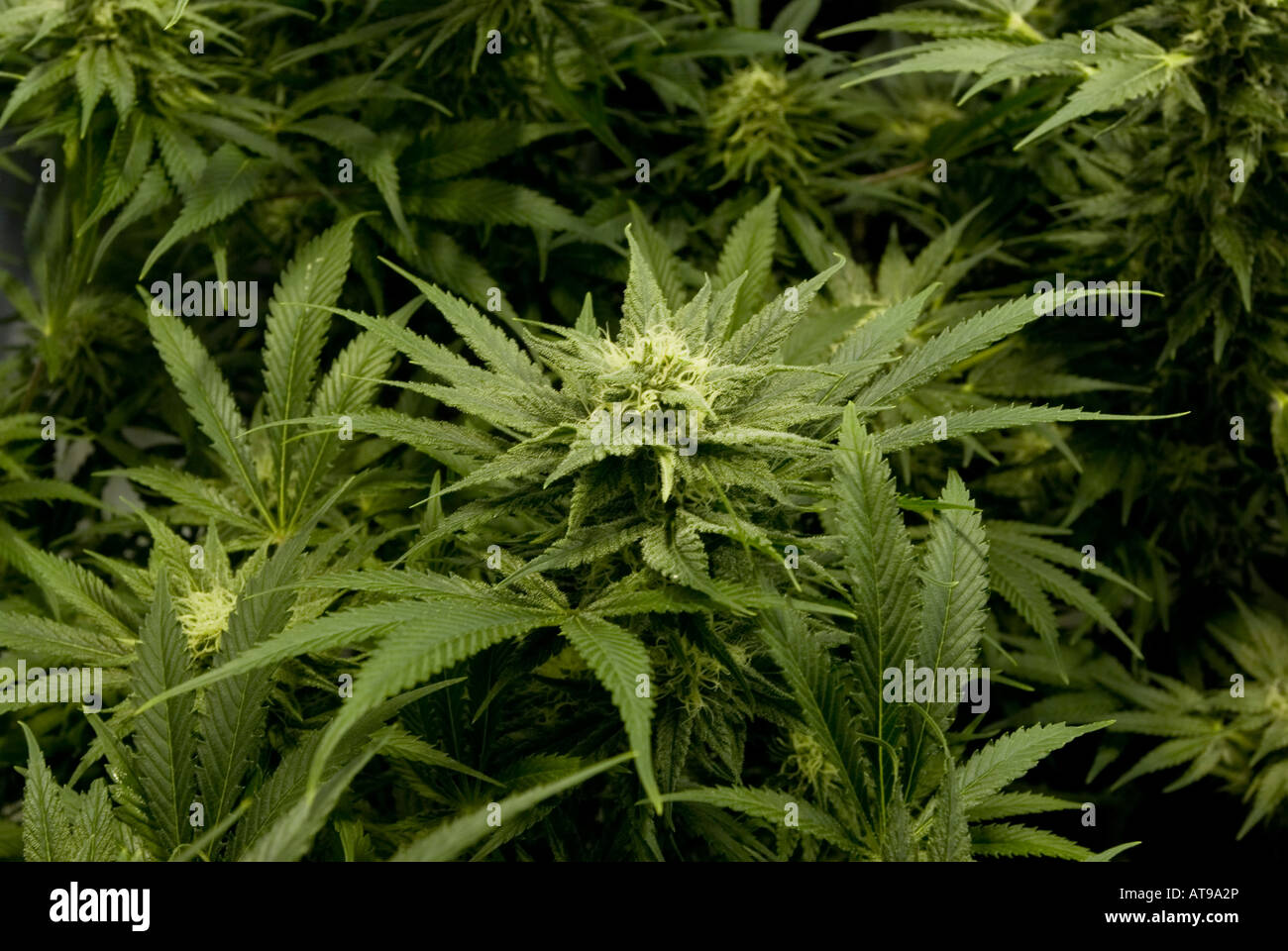 Police Raid on a Suburban Cannabis Farm, Cambridgeshire, UK Stock Photo