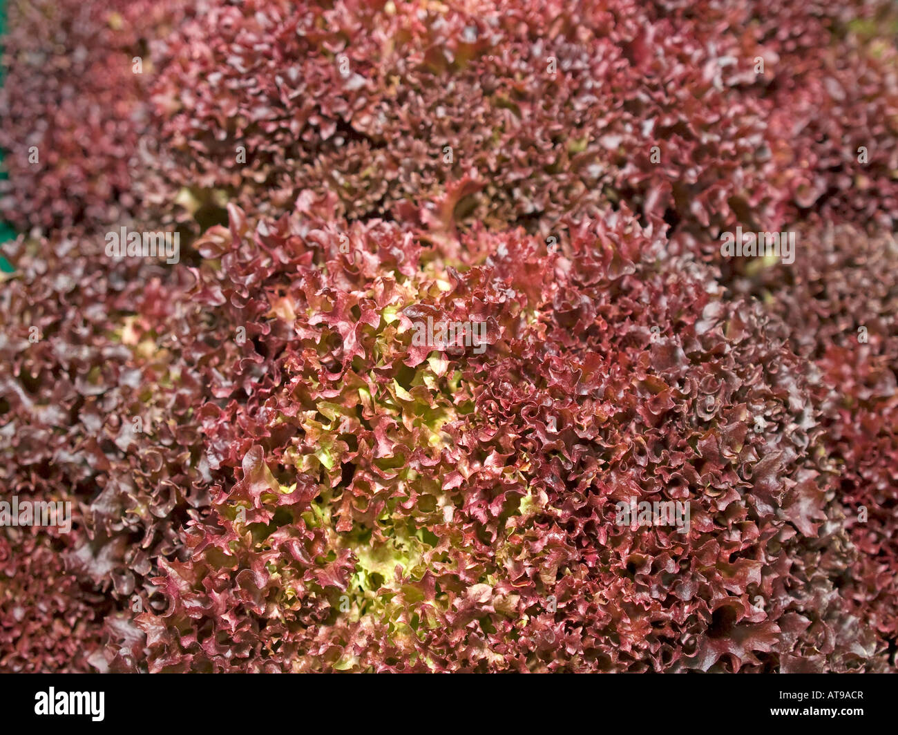 fresh lettuce salad sort of Lollo Rosso for sale Stock Photo