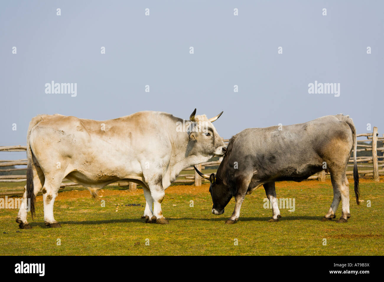 Boskarin Istrian cattle, Safari site on Brioni islands, Veliki Brijun, Croatia Stock Photo