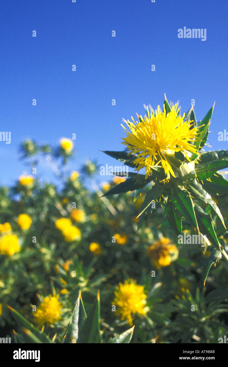 Safflower field hires stock photography and images Alamy