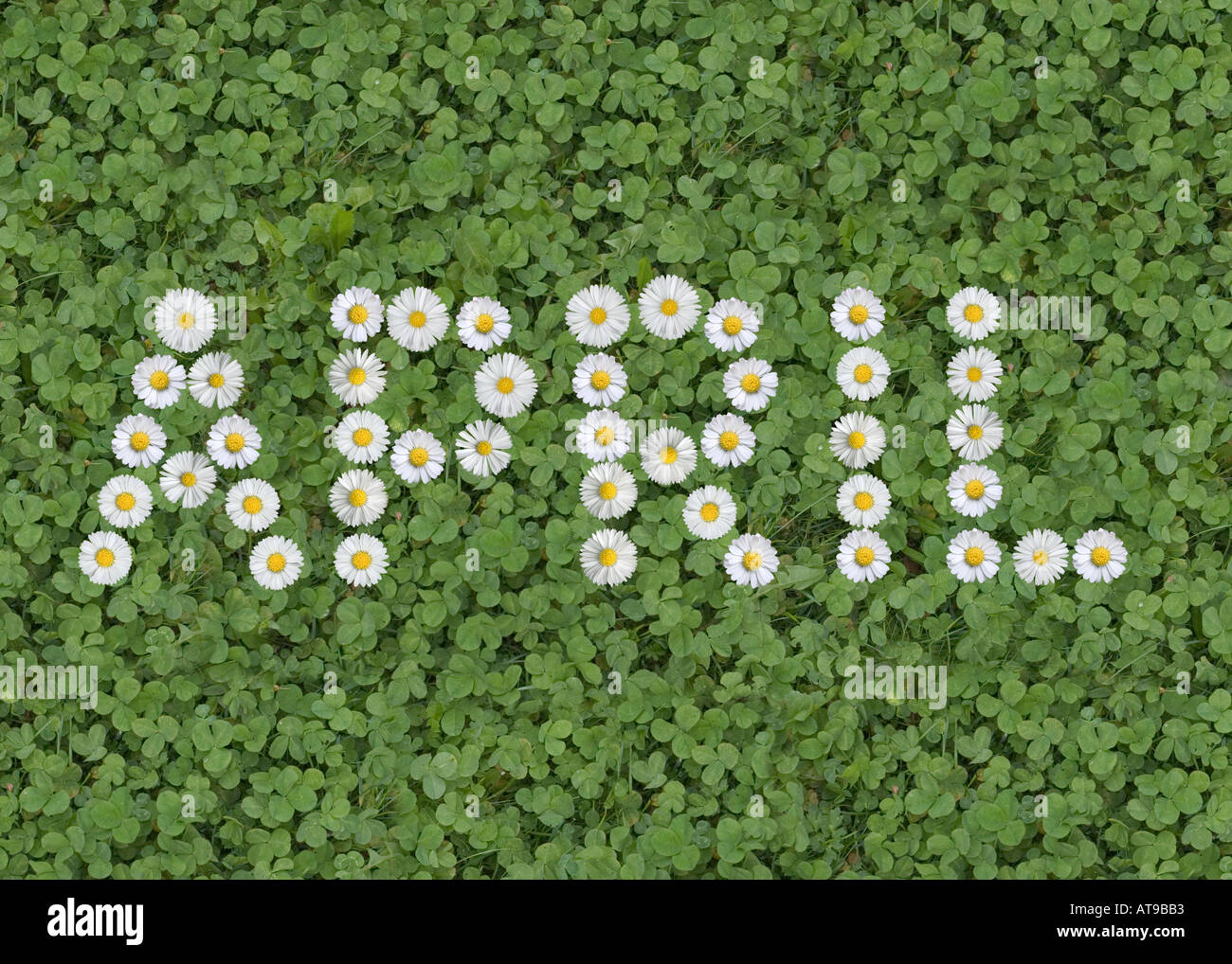 words signs numbers written with daisies Stock Photo Alamy