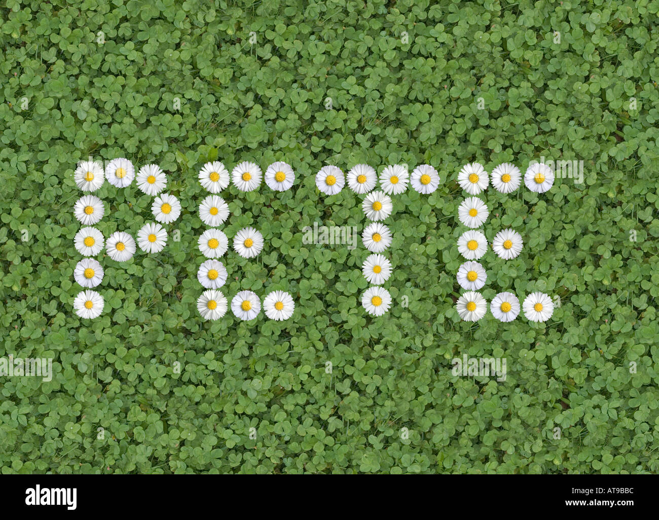 words signs numbers written with daisies Stock Photo Alamy