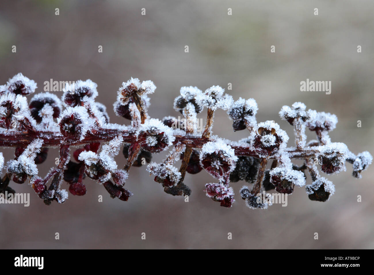 Spike of Pokeweed flowers Five petaled flowers completely covered in thick layer of small icicles Stock Photo