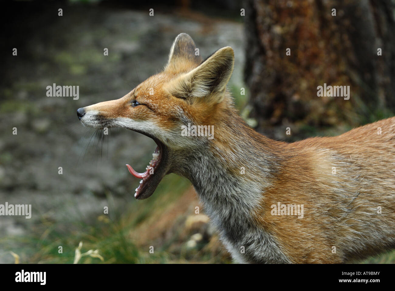 red fox canidae mammal mountain tongue wood Italy volpe rossa Vulpes vulpes canidi mammiferi mammal lingua Stock Photo