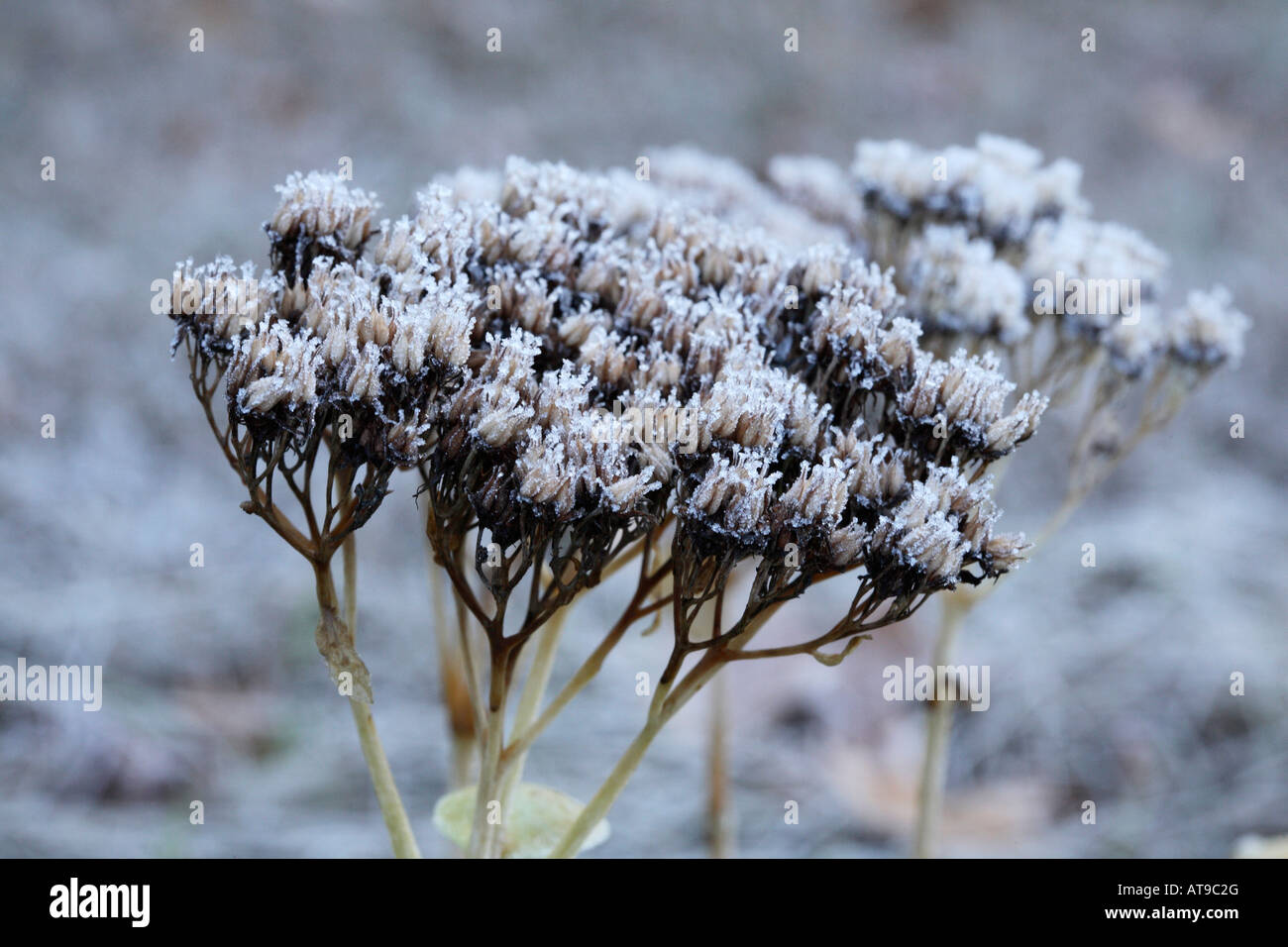 Seed head of sedum flowers.  Each small flower head at the end of the compound triple umbel is coated in tiny ice crystals Stock Photo