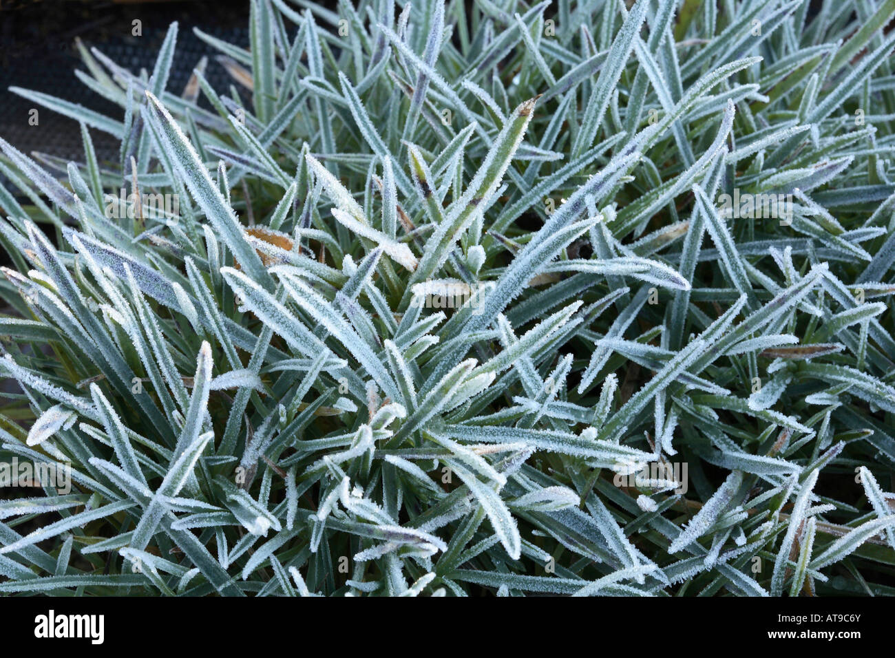 Strap shaped leaves hires stock photography and images Alamy