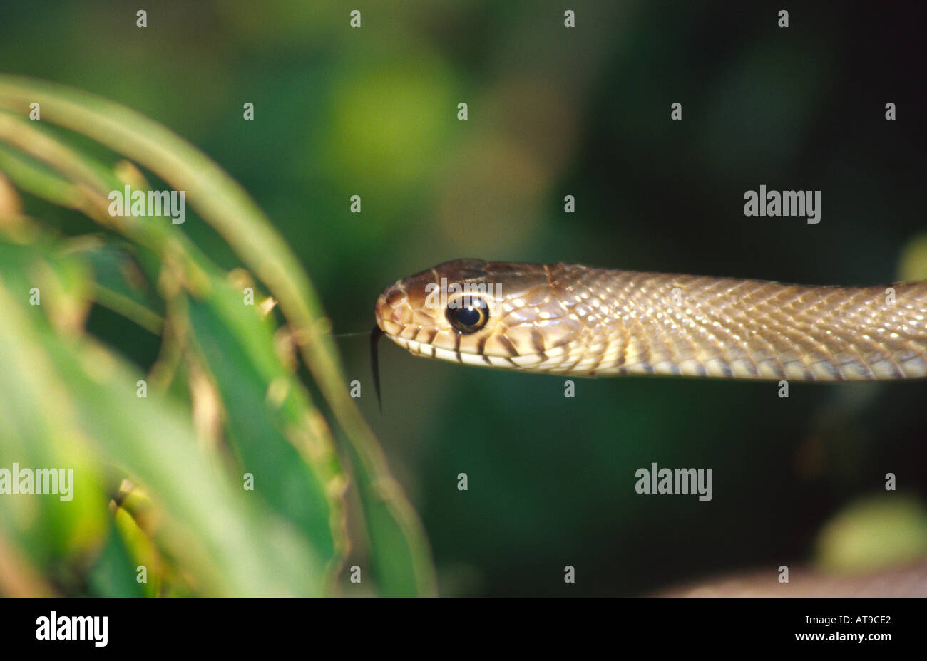 head of a snake Stock Photo - Alamy