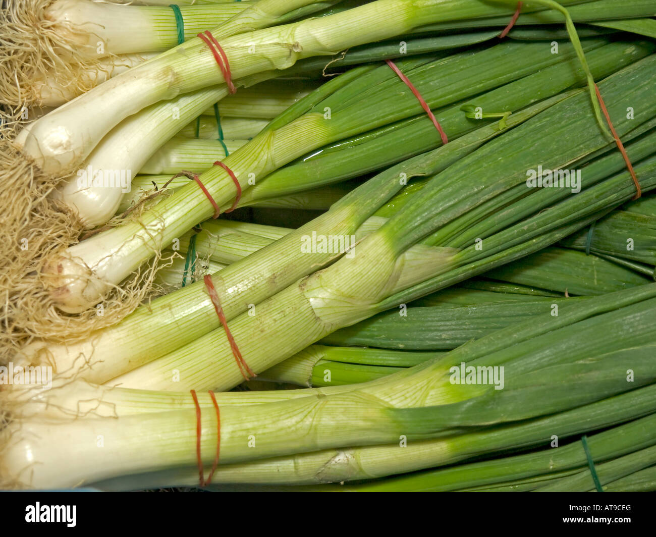 Scallion spring onion green onion Allium fistulosum bunches for sale ...