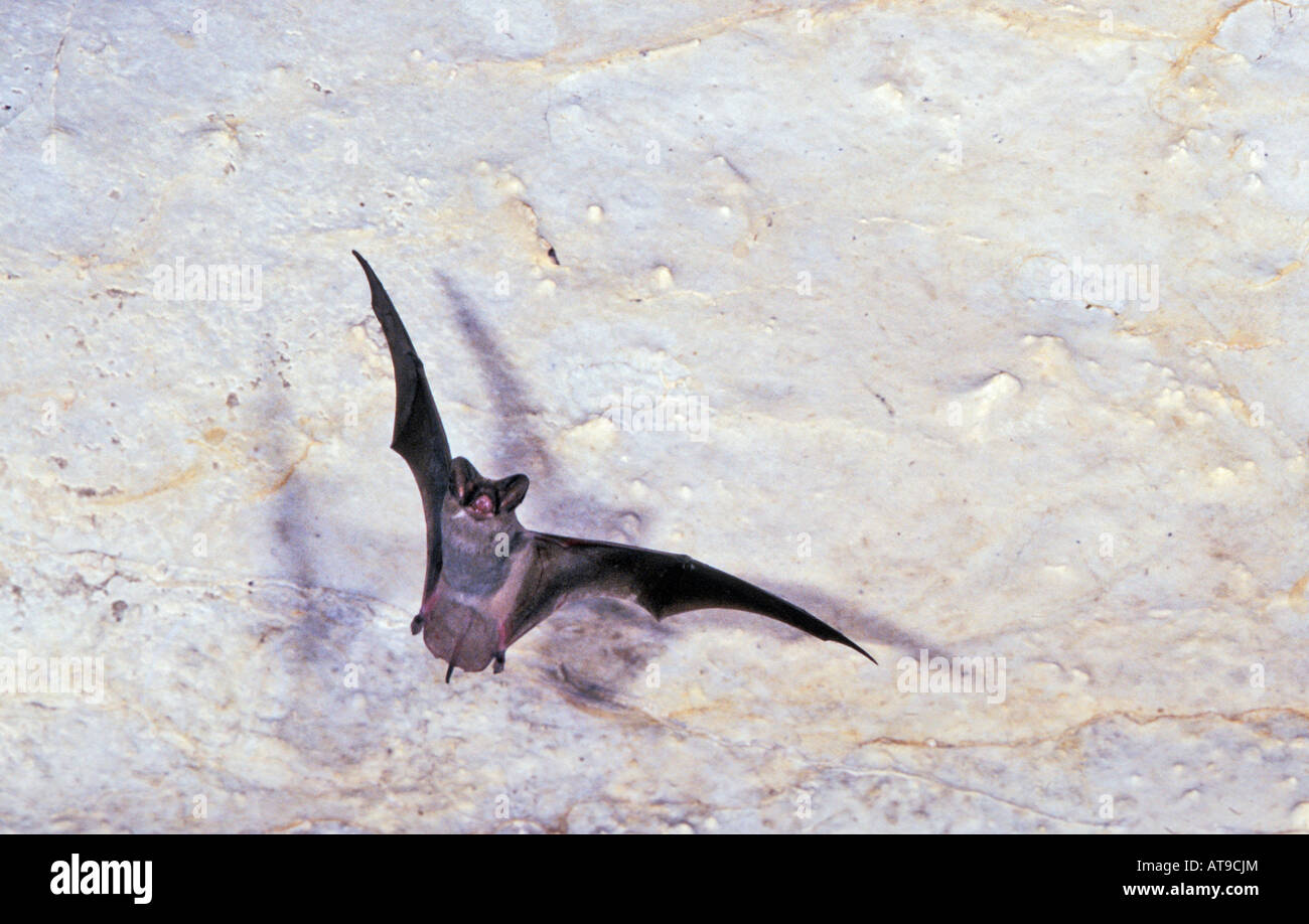 Mexican Free tailed Bat Tadarida brasiliensis Kickapoo Caverns State Park TEXAS United States May Adult Molossidae Stock Photo