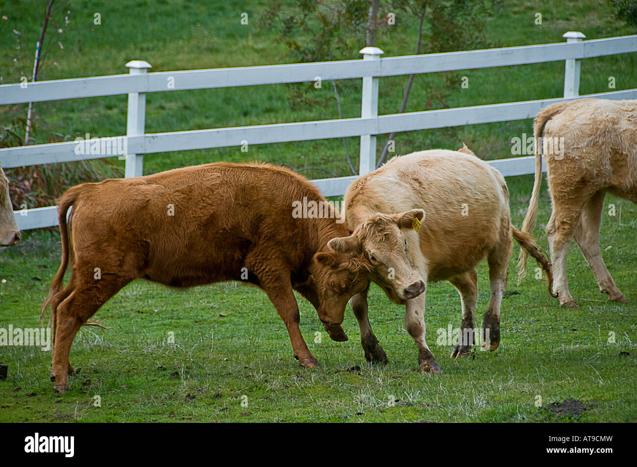 Two Cows Butting Heads Stock Photo Alamy