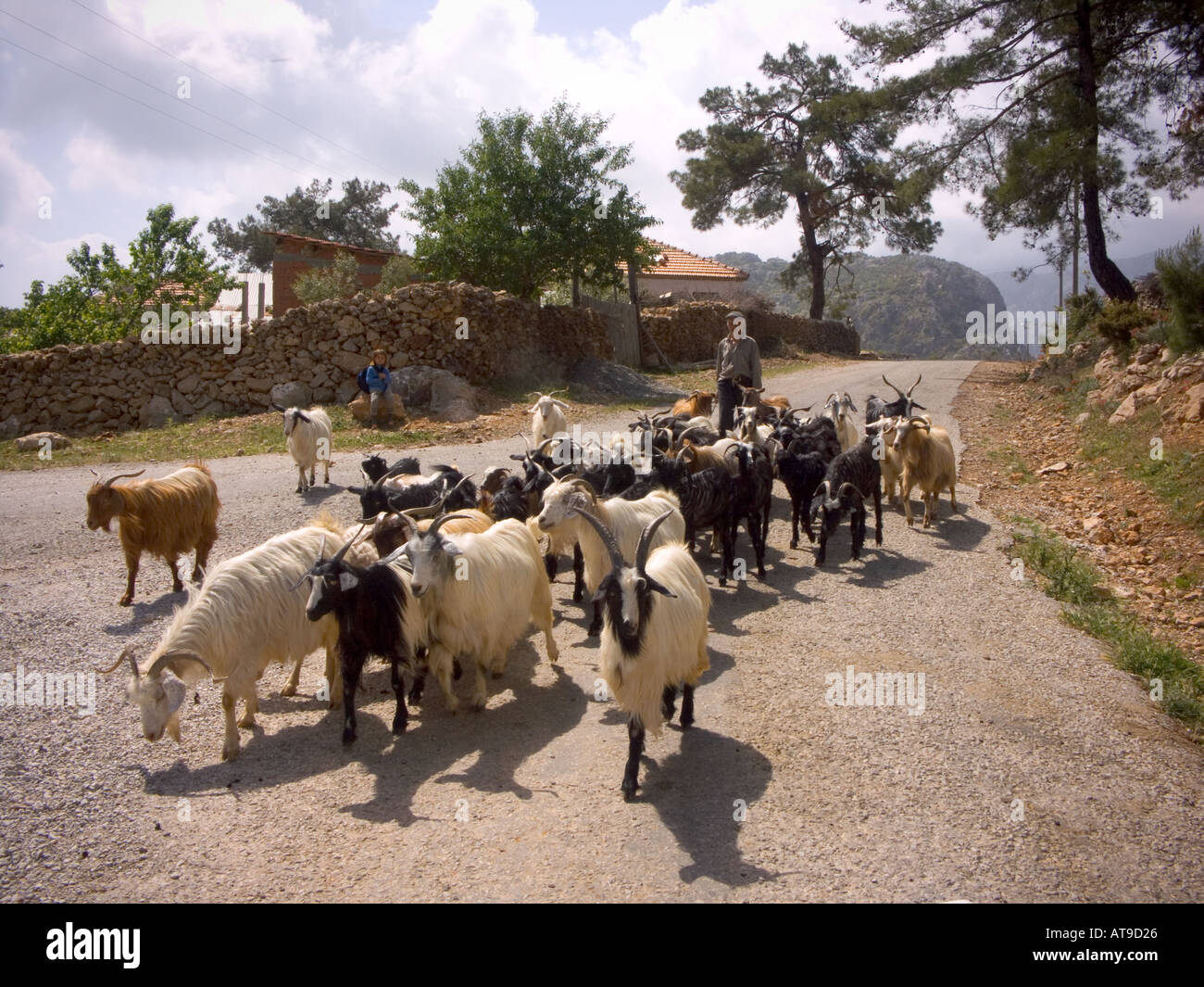 Driving a herd of goats on Kavak Mountain in the Carian peninsula of