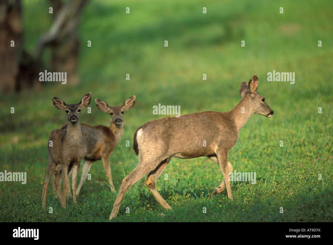 Black tailed Mule deer doe and fawn in early spring Adelaida Road Paso