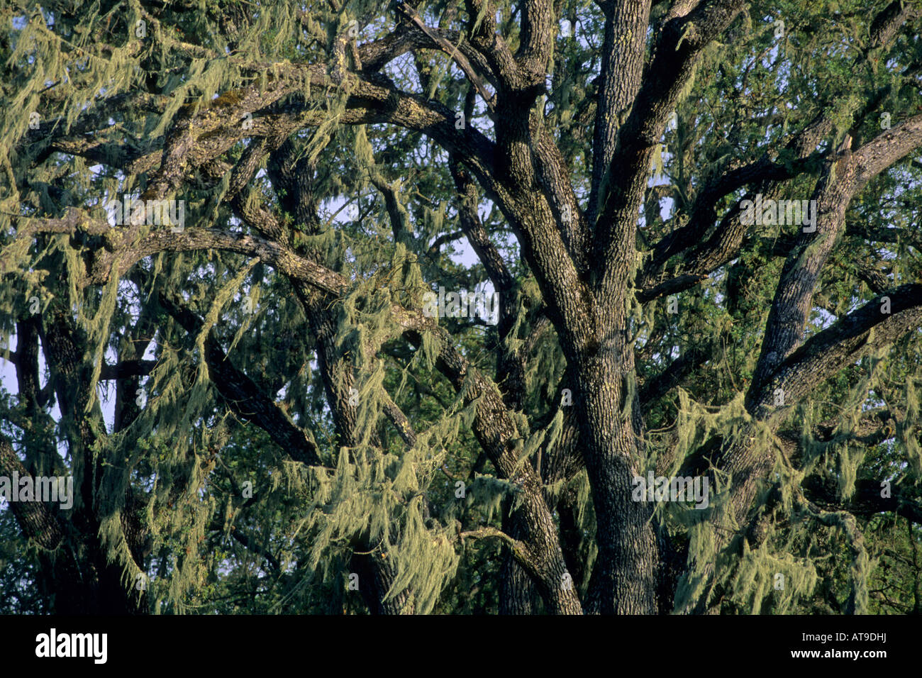 Spanish Moss on oak tree at sunset Vineyard Drive Paso Robles San Luis