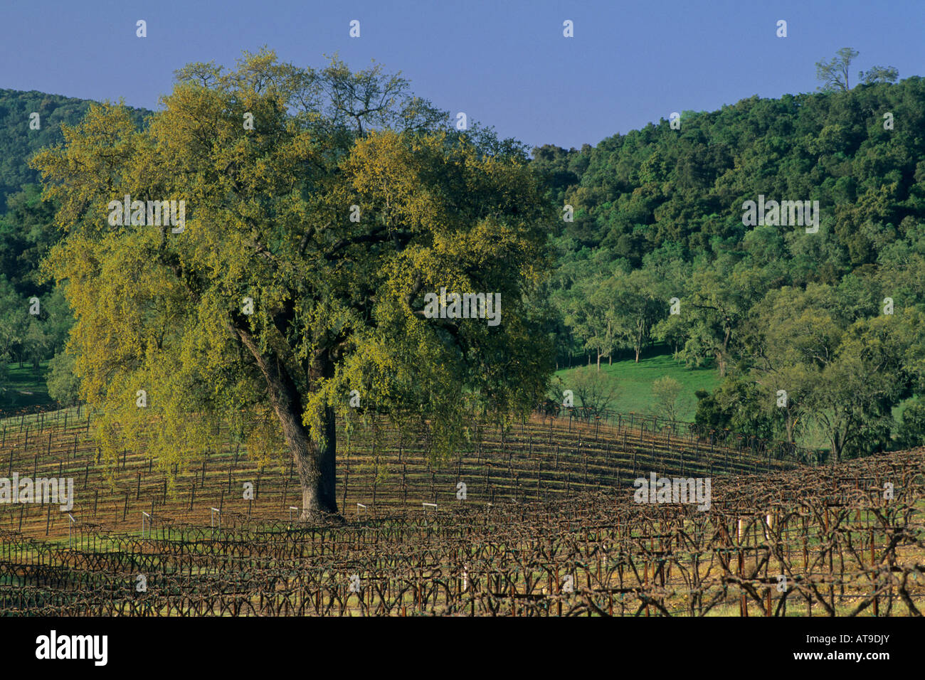 Oak tree in vineyard in early spring along Vineyard Drive Paso Robles San Luis Obispo County California Stock Photo