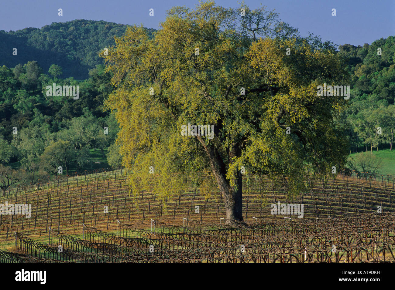 Oak tree in vineyard in early spring along Vineyard Drive Paso Robles San Luis Obispo County California Stock Photo