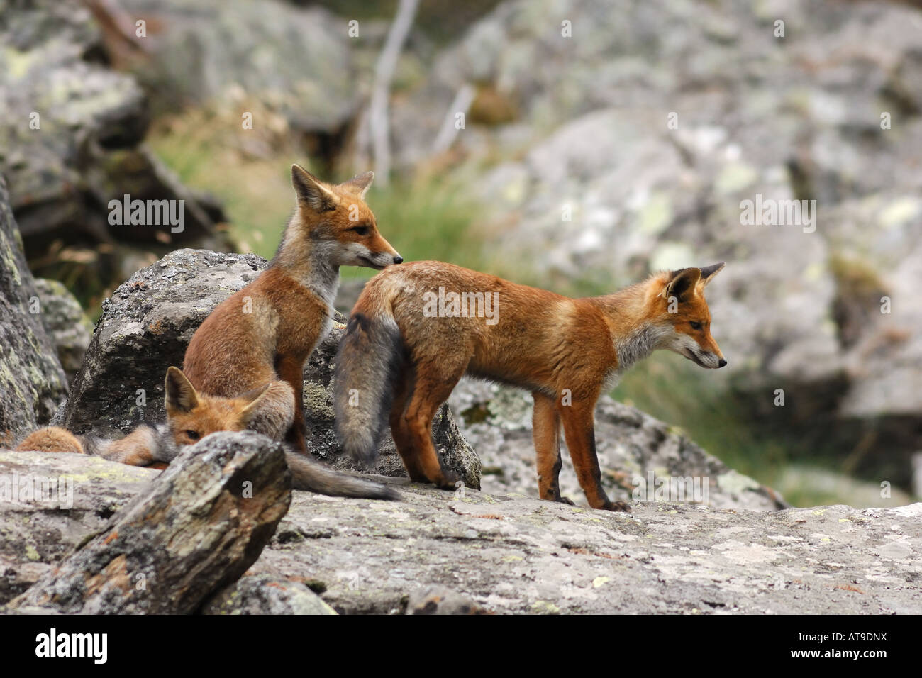 red fox canidae mammal mountain tongue wood Italy volpe rossa Vulpes vulpes canidi mammiferi mammal  montagna young Stock Photo