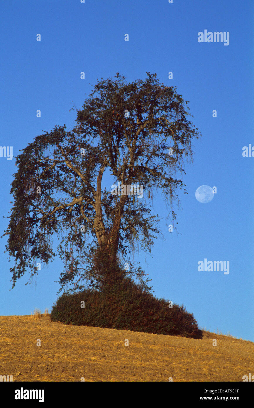 Moon and oak tree Paso Robles San Luis Obispo County California Stock