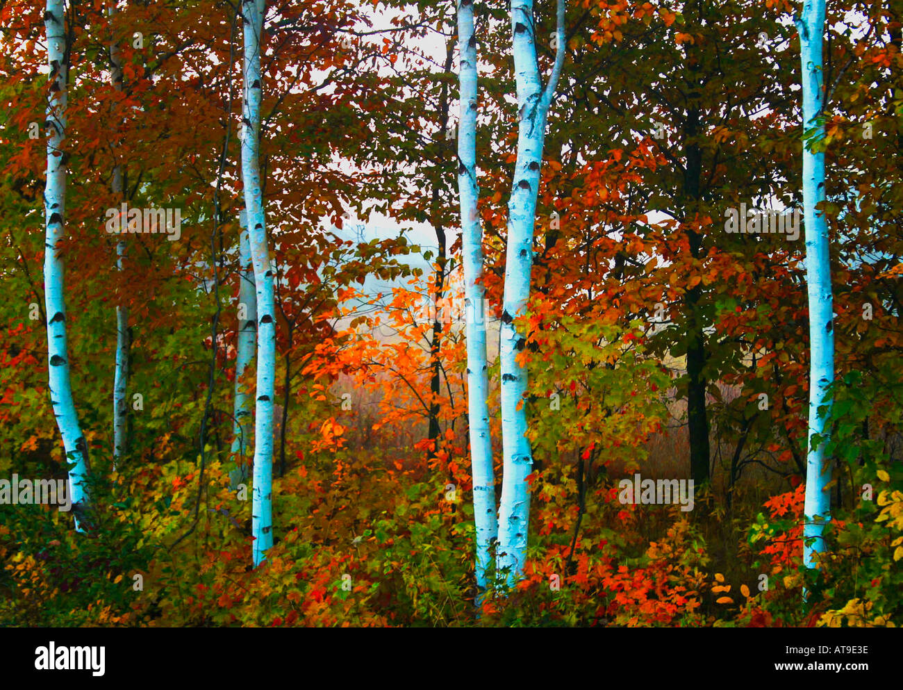 A Stand Of White Birch Tree Trunks Stands In Vivid Contrast To The Brilliant Colors Of Fall Foliage In Door Co Wisconsin Stock Photo Alamy