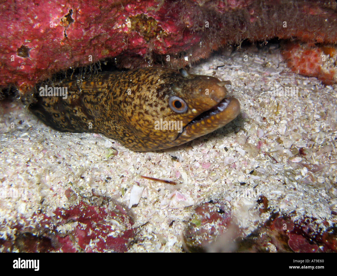 Jewel Moray Eel Stock Photo Alamy