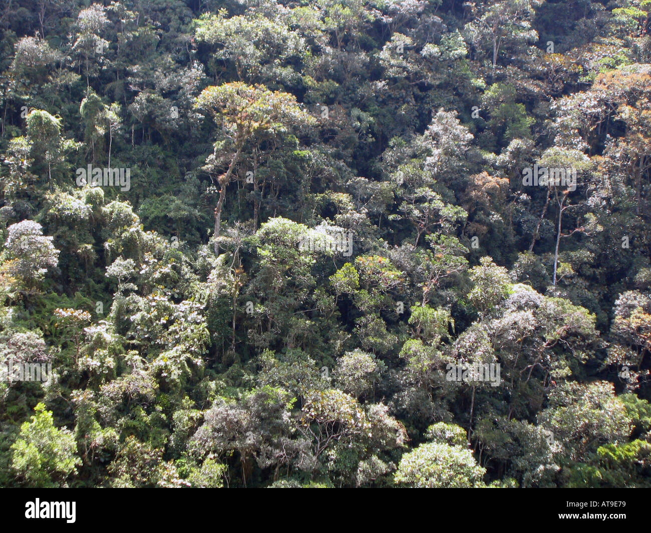 rain forest in Ecuador Stock Photo