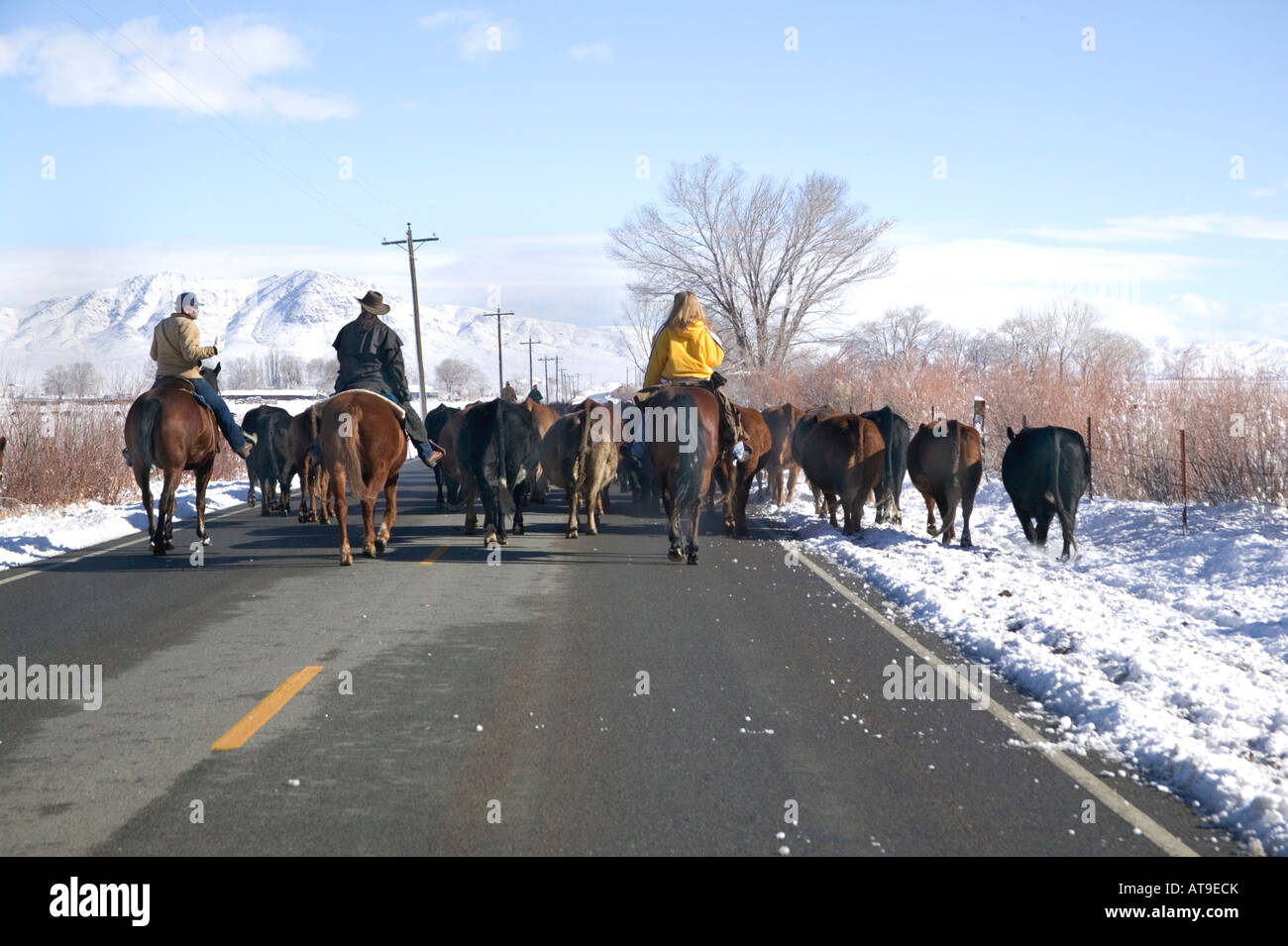 Rancher & drovers  herding cattle along rural state highway. Stock Photo
