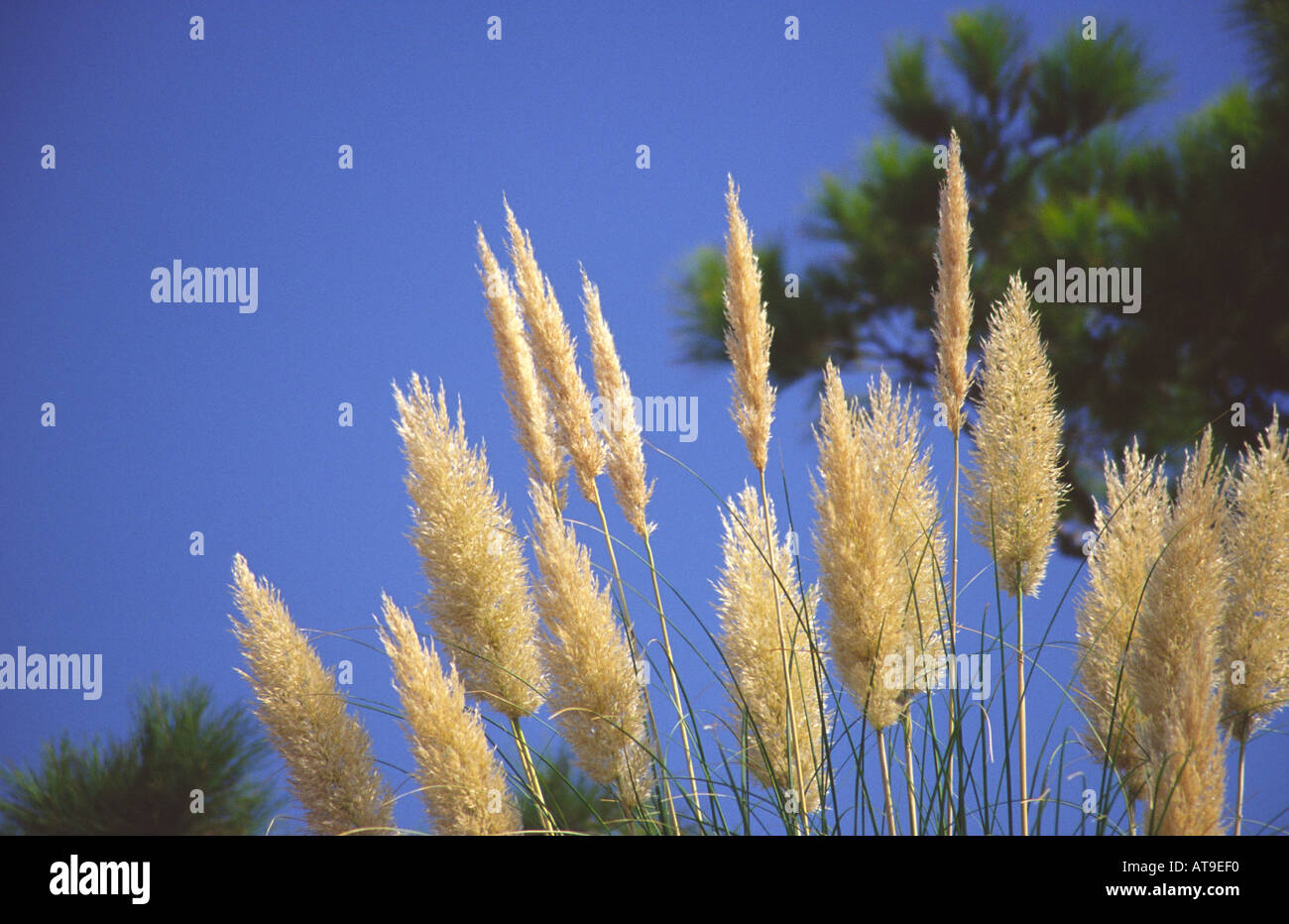 Reed and grasses hi-res stock photography and images - Alamy