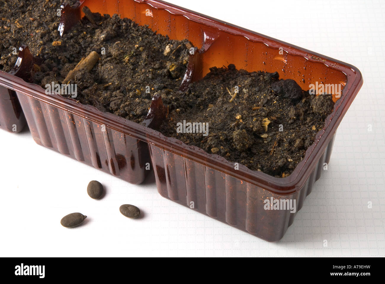 Luffa seeds and cookie pack used as a seeding pot Stock Photo