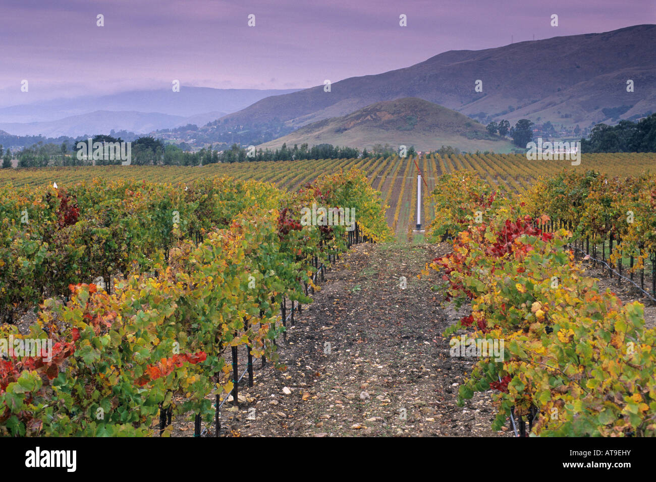 Vineyards in the Edna Valley in fall near San Luis Obispo San Luis Obispo County California Stock Photo