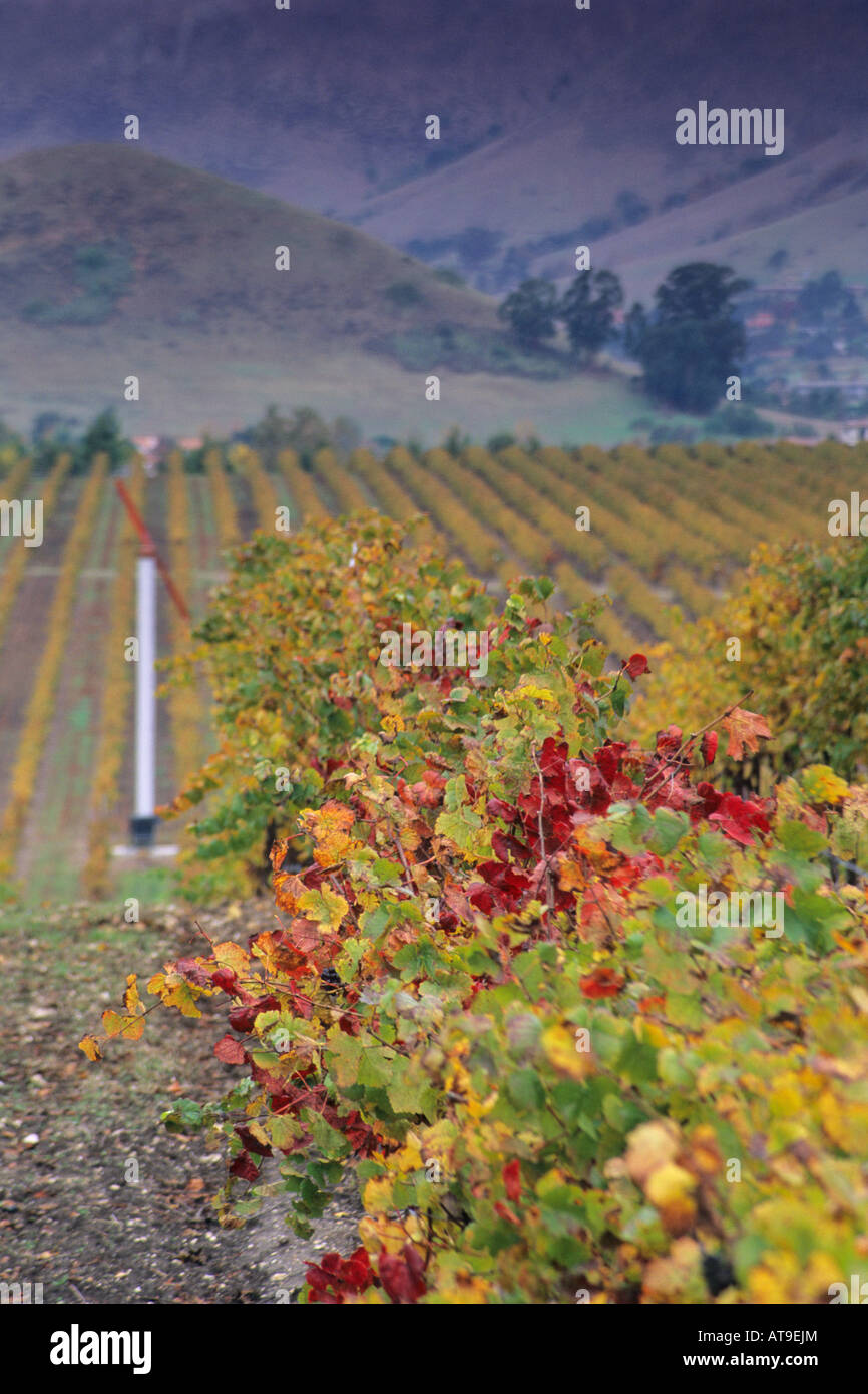 Vineyards in the Edna Valley in fall near San Luis Obispo San Luis Obispo County California Stock Photo