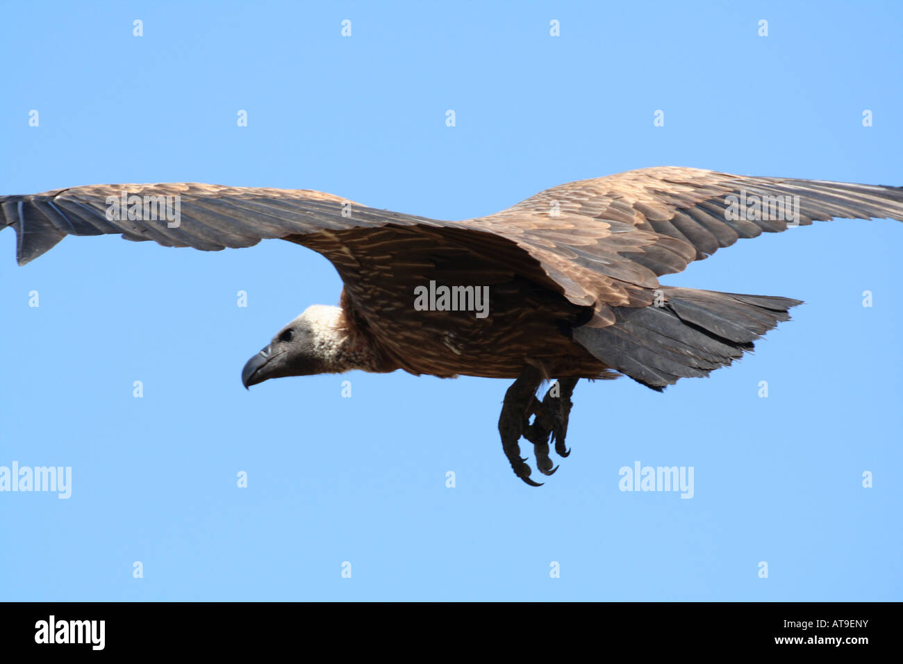 Vulture In Flight African White-backed Vulture in flight Stock Photo - Alamy