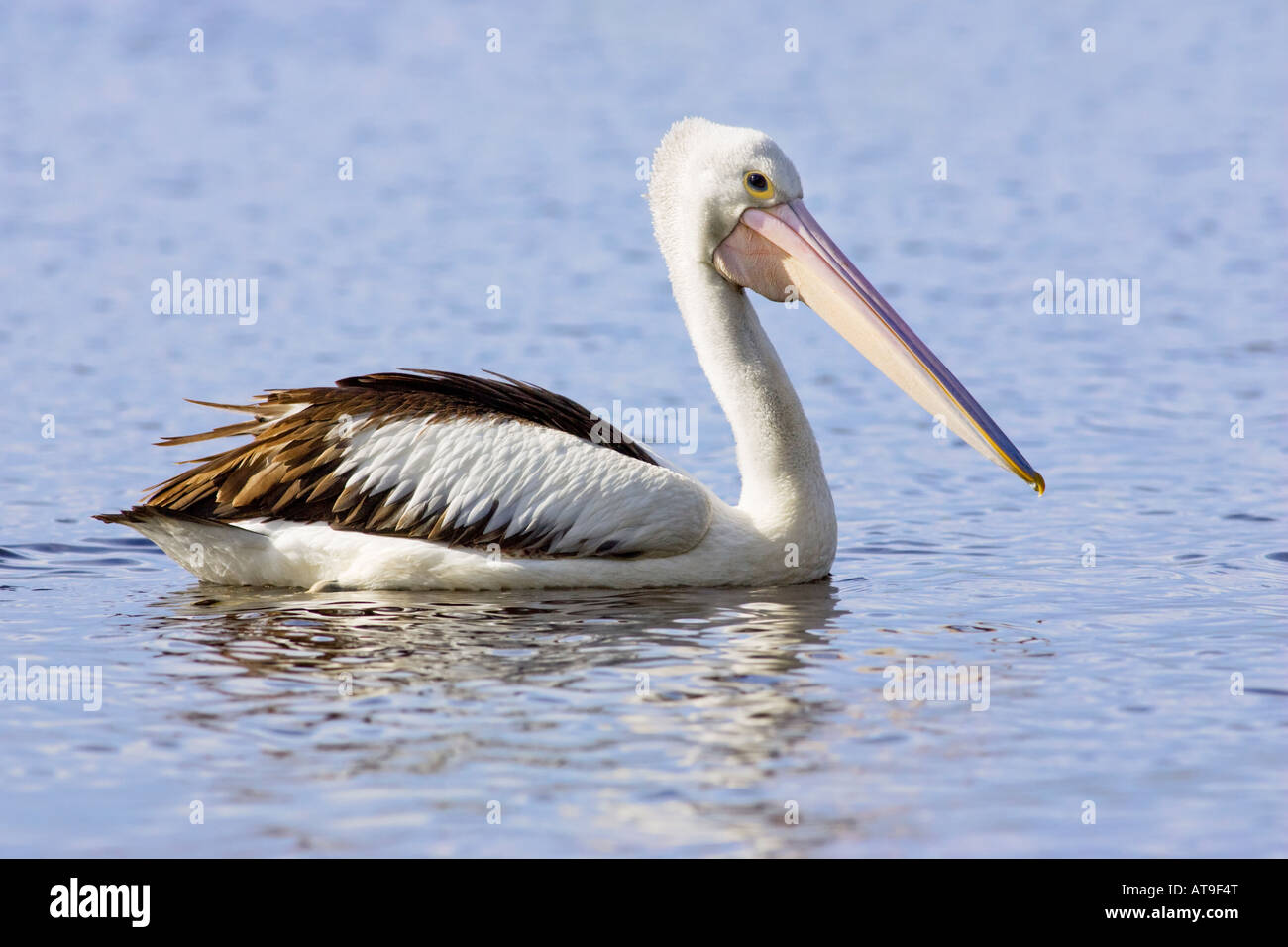 An Australian Pelican (Pelecanus conspicillatus) at Herdsman Lake. Stock Photo