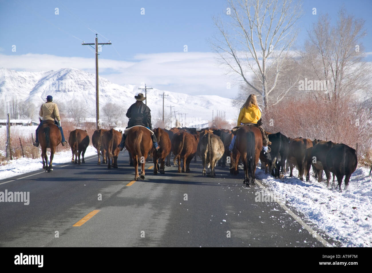 Rancher & drovers herding cattle along rural state highway. Stock Photo