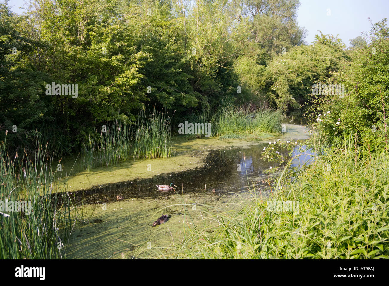 Ducks on the Coombe Hill Canal and Meadows Nature Reserve, Coombe Hill, Gloucestershire UK Stock Photo
