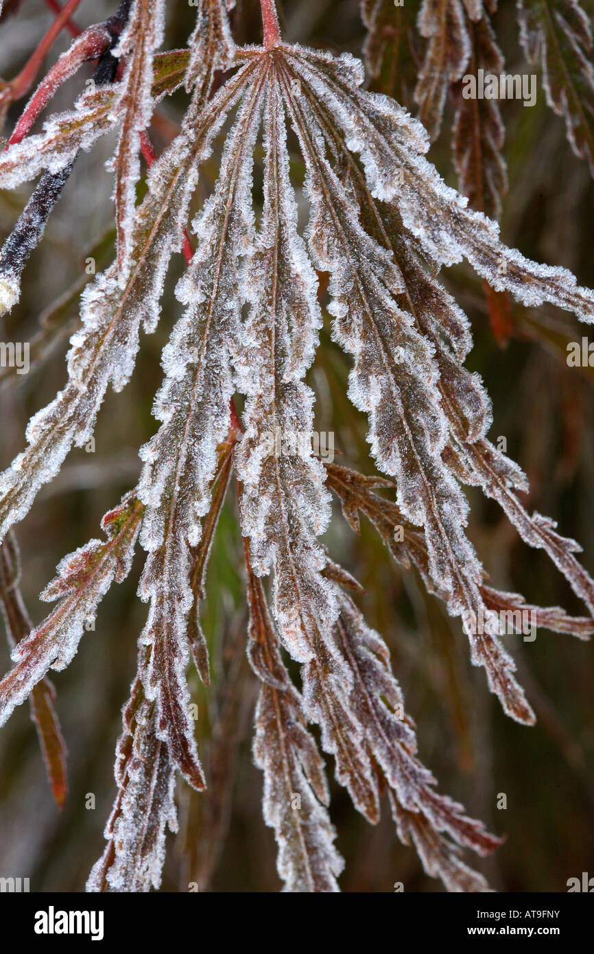 Feathery Roots Feathery leaf of Japanese red maple with each redish leaflet of the ...